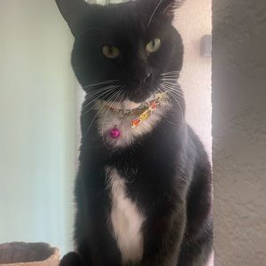 Meet your Posher, Neda